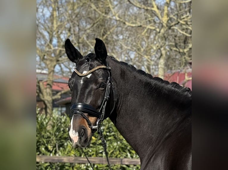 Oldenburgo Yegua 5 años 167 cm Castaño oscuro in Visbek