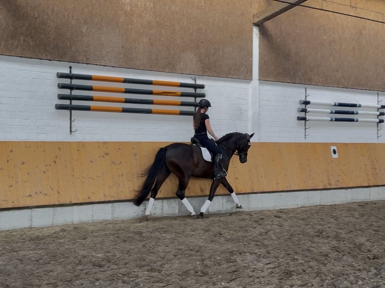 Oldenburgo Yegua 5 años 167 cm Morcillo in Jemgum