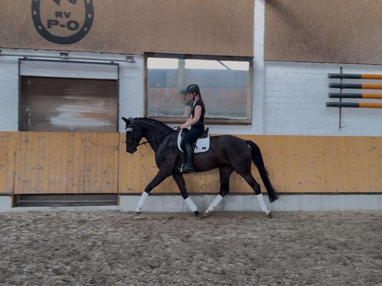 Oldenburgo Yegua 5 años 167 cm Morcillo in Jemgum