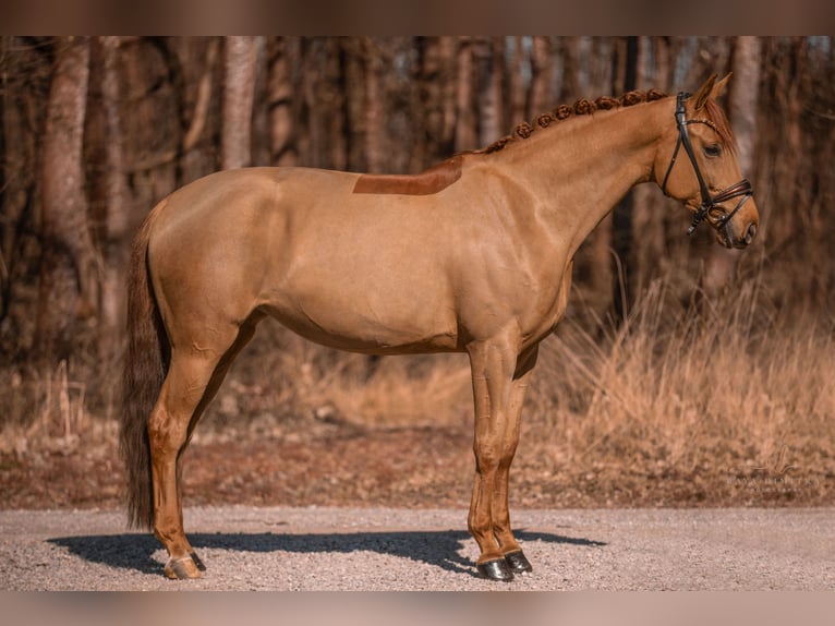 Oldenburgo Yegua 5 años 168 cm Alazán in Wehringen