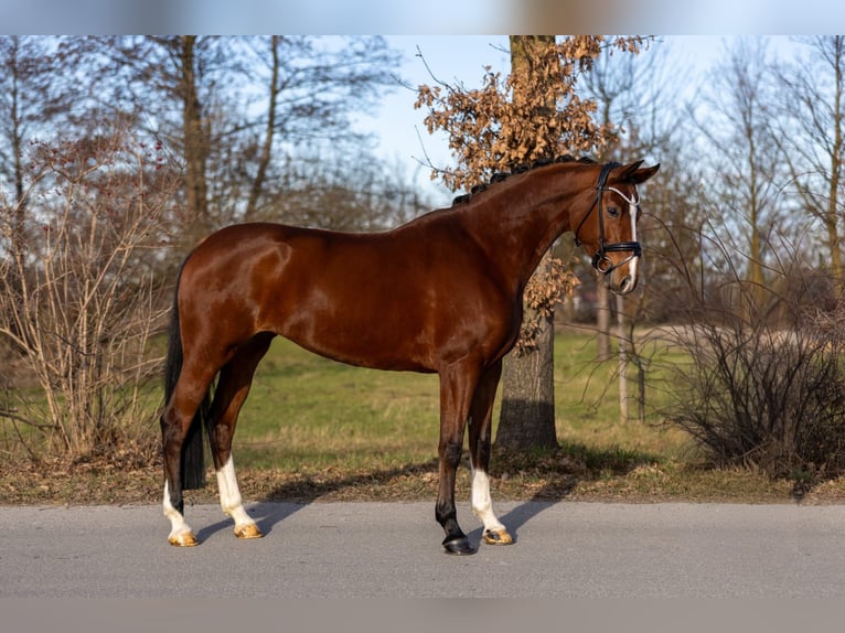 Oldenburgo Yegua 5 años 168 cm Castaño in Rosenheim