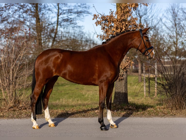 Oldenburgo Yegua 5 años 168 cm Castaño in Rosenheim
