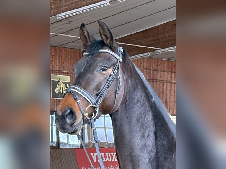 Oldenburgo Yegua 5 años 168 cm Castaño oscuro in Holle