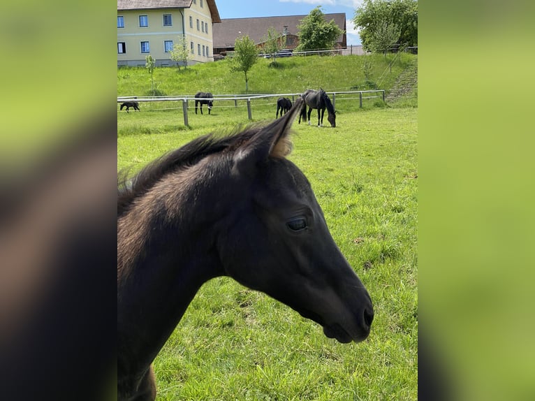 Oldenburgo Yegua 5 años 168 cm Morcillo in Günselsdorf