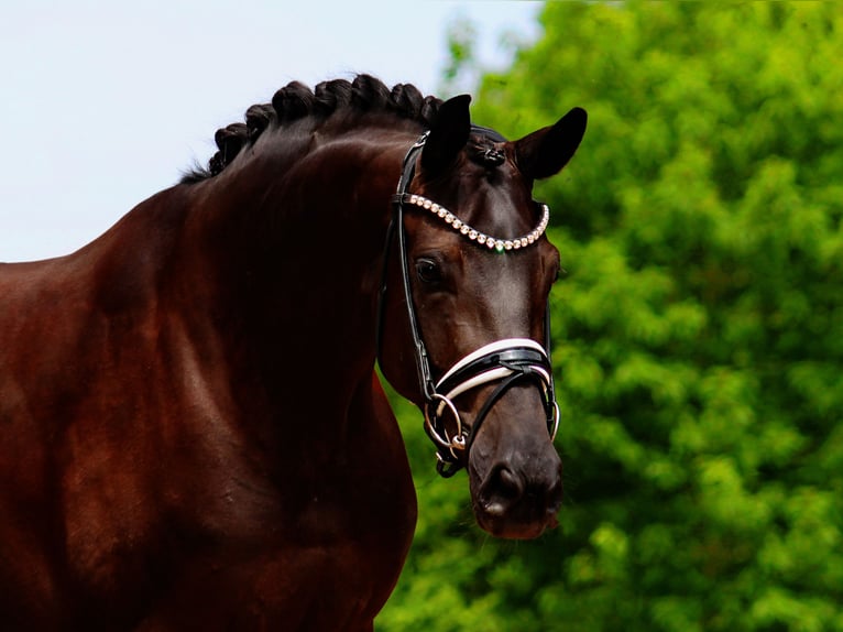 Oldenburgo Yegua 5 años 168 cm Negro in Lienen
