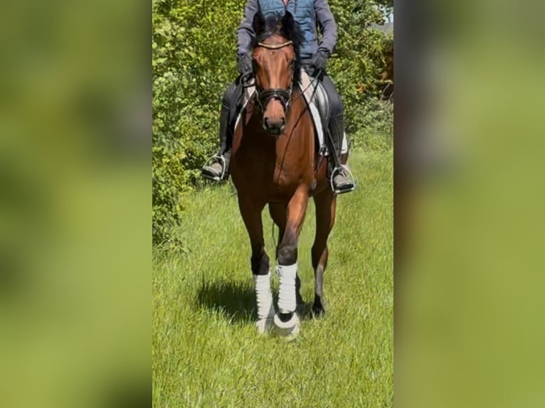 Oldenburgo Yegua 5 años 169 cm Castaño in K&#xF6;hlenGeestland