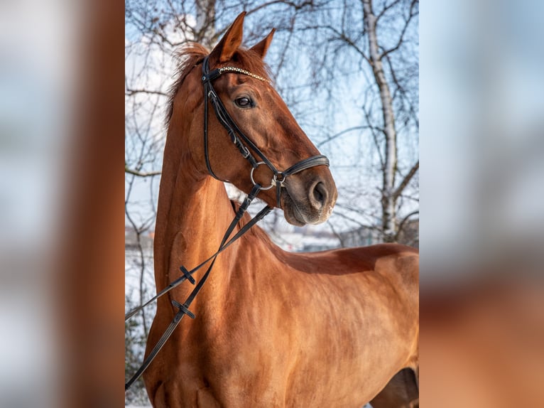 Oldenburgo Yegua 5 años 170 cm Alazán in Aachen