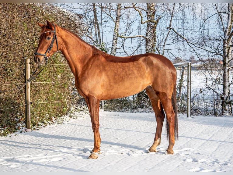 Oldenburgo Yegua 5 años 170 cm Alazán in Aachen