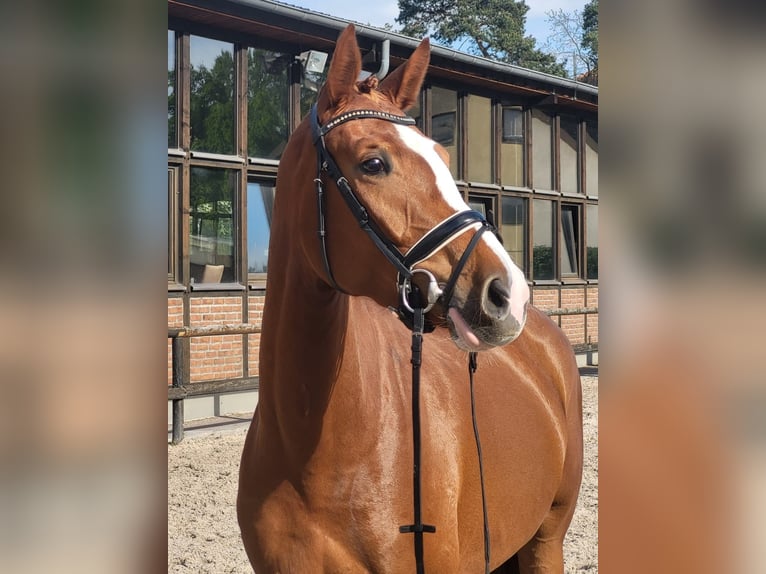 Oldenburgo Yegua 5 años 170 cm Alazán in Heidesheim am Rhein