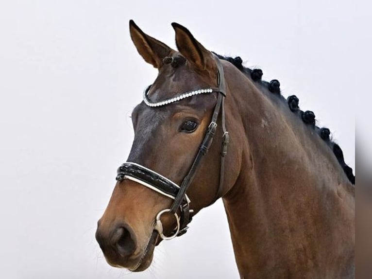 Oldenburgo Yegua 5 años 170 cm Castaño oscuro in Vechta