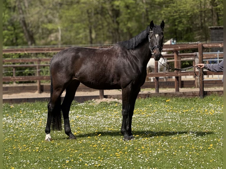 Oldenburgo Yegua 5 años 170 cm Castaño oscuro in Schenklengsfeld