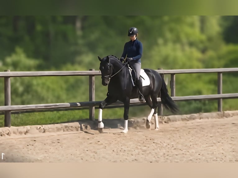 Oldenburgo Yegua 5 años 170 cm Negro in Sprockhövel