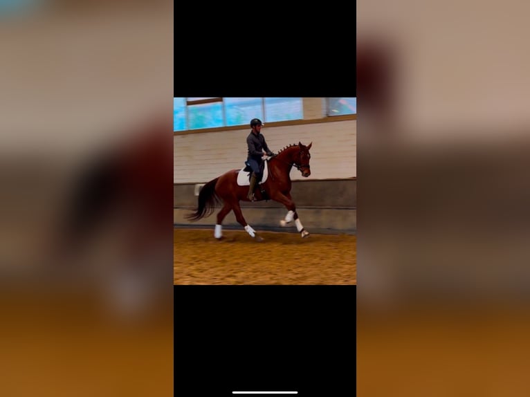 Oldenburgo Yegua 5 años 171 cm Alazán in Rheurdt
