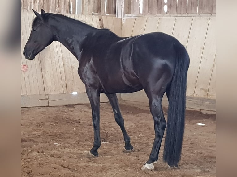 Oldenburgo Yegua 5 años 171 cm Morcillo in Gomadingen