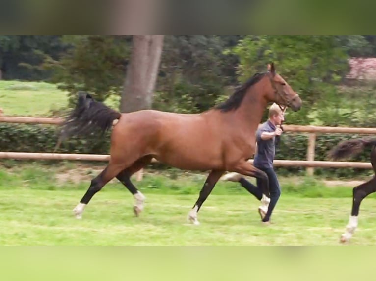 Oldenburgo Yegua 5 años 172 cm Castaño in Cloppenburg