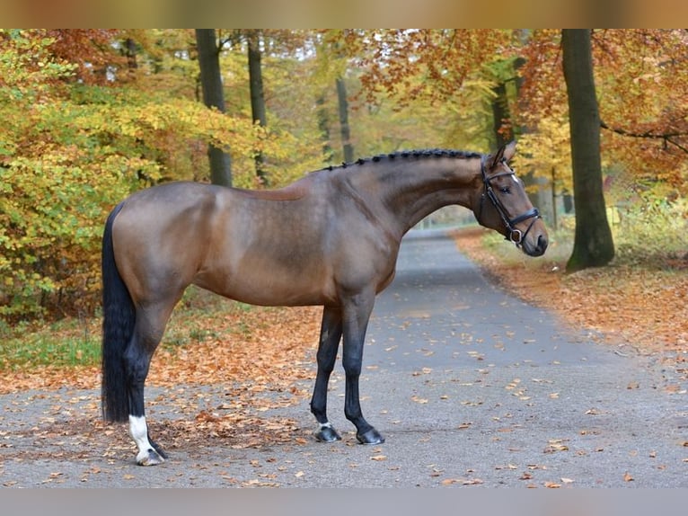 Oldenburgo Yegua 5 años 172 cm Castaño in D&#xF6;tlingen