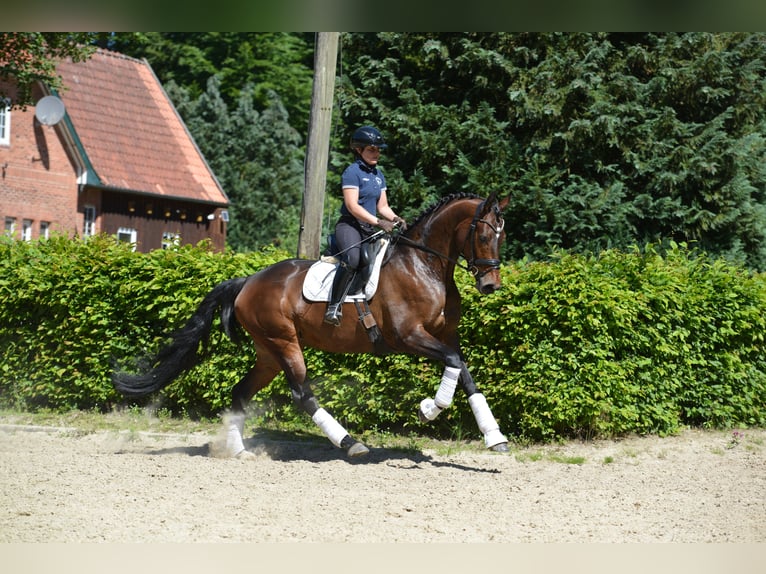 Oldenburgo Yegua 5 años 172 cm Castaño oscuro in Dötlingen