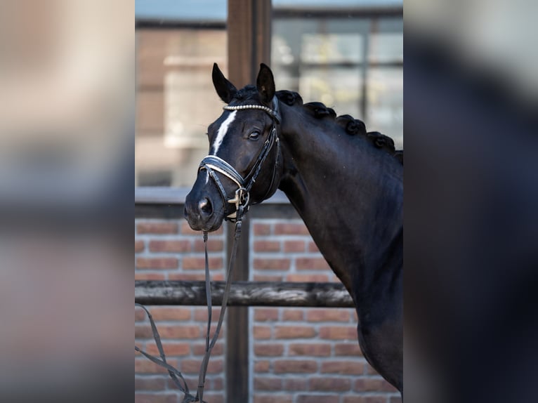 Oldenburgo Yegua 5 años 172 cm Negro in Heidesheim am Rhein