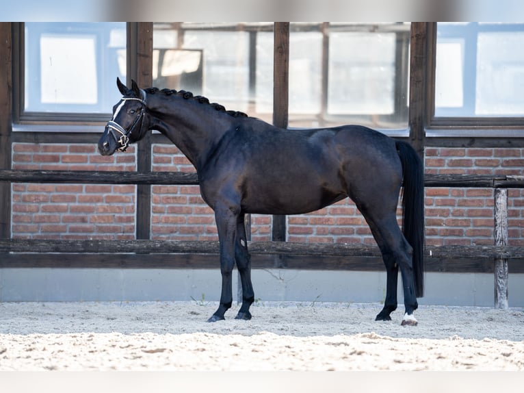 Oldenburgo Yegua 5 años 172 cm Negro in Heidesheim am Rhein