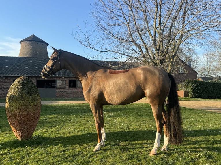 Oldenburgo Yegua 5 años 173 cm Alazán-tostado in Pulheim