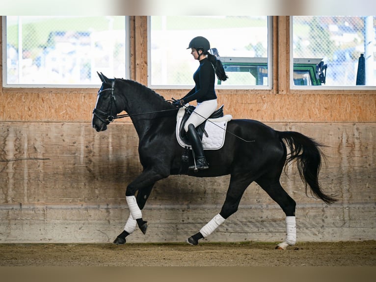 Oldenburgo Yegua 5 años 174 cm Castaño oscuro in Gossau ZH