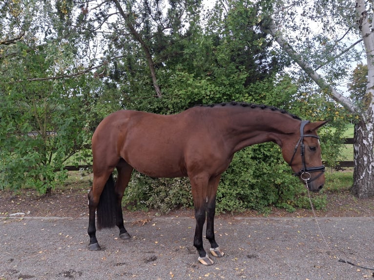 Oldenburgo Yegua 5 años 177 cm Castaño in Lindhorst