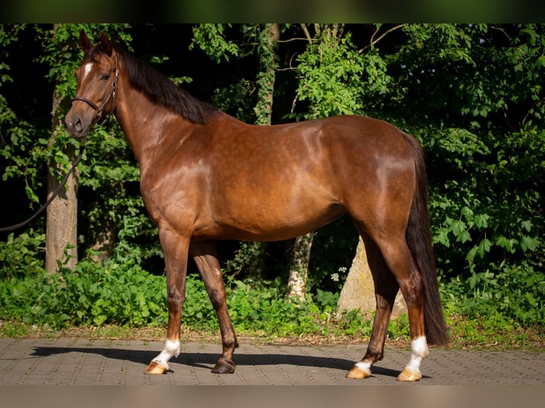 Oldenburgo Yegua 6 años 162 cm Alazán-tostado in Belm