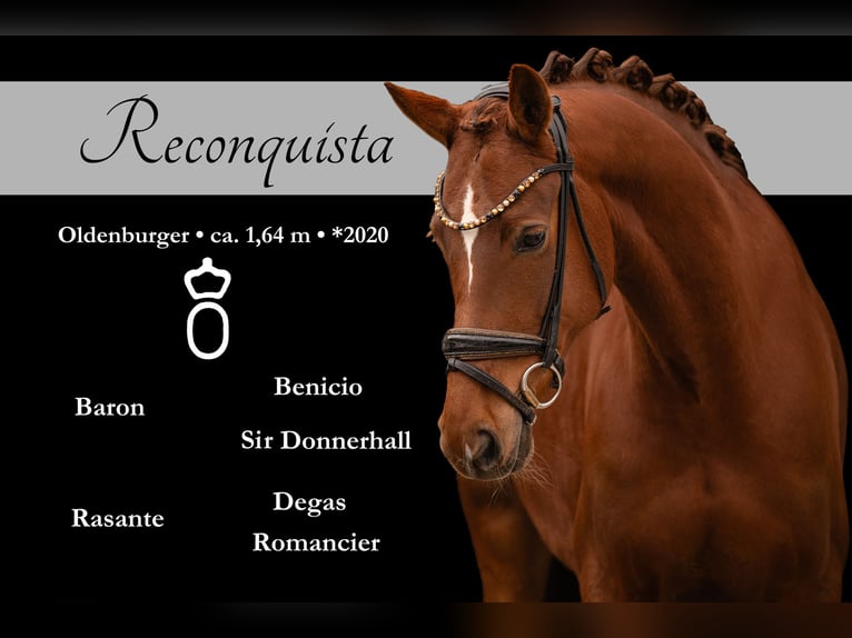 Oldenburgo Yegua 6 años 164 cm Alazán-tostado in Wehringen