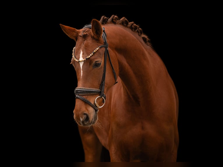 Oldenburgo Yegua 6 años 164 cm Alazán-tostado in Wehringen