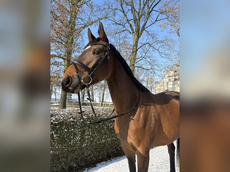 Oldenburgo Yegua 6 años 164 cm in Gniezno