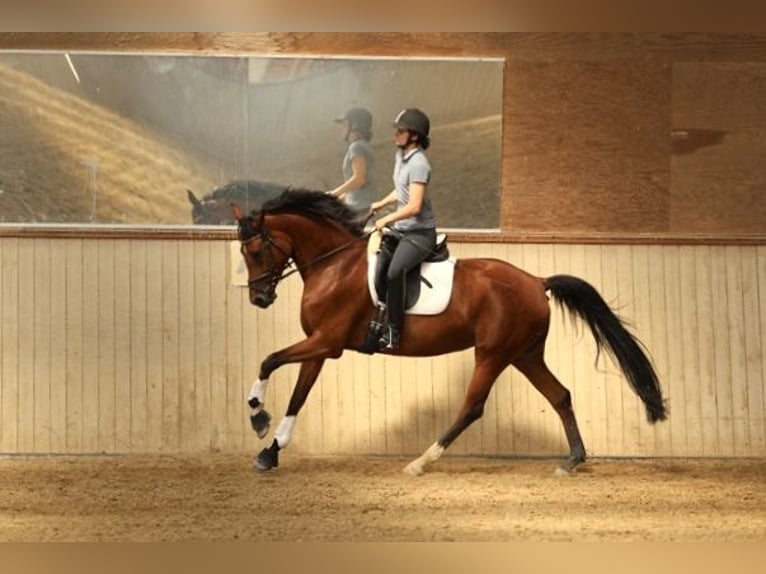 Oldenburgo Yegua 6 años 164 cm Castaño in Schwieberdingen
