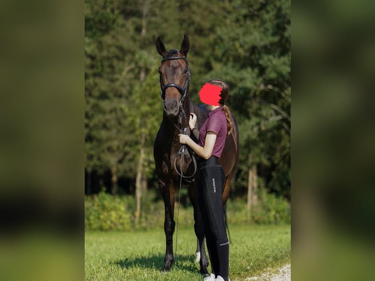 Oldenburgo Yegua 6 años 164 cm Castaño oscuro in Traunstein