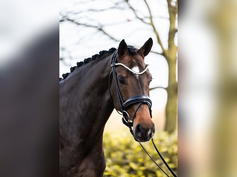 Oldenburgo Yegua 6 años 164 cm Castaño oscuro in Horstmar