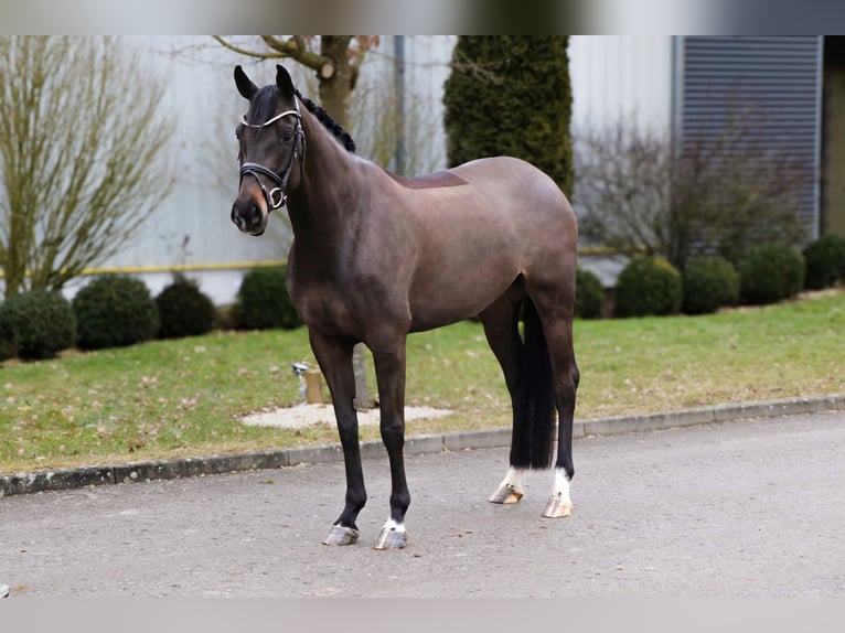 Oldenburgo Yegua 6 años 164 cm Negro in Schwäbisch Hall