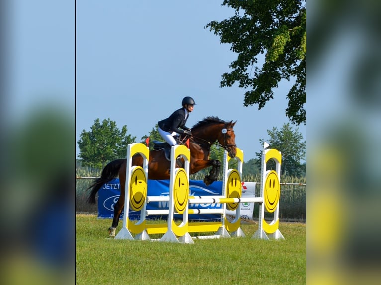 Oldenburgo Yegua 6 años 165 cm Castaño in Bülstringen