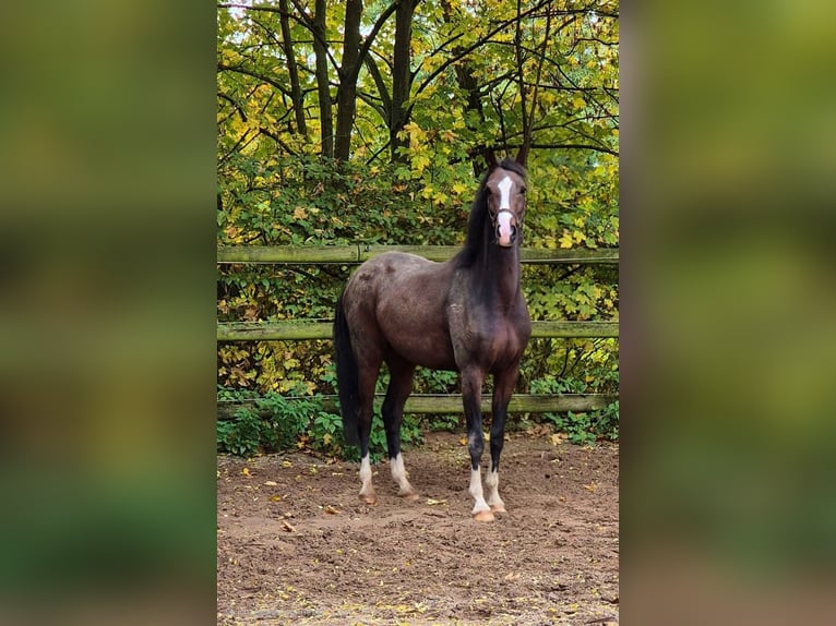 Oldenburgo Yegua 6 años 165 cm Castaño oscuro in Radeburg