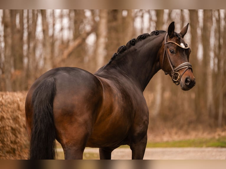 Oldenburgo Yegua 6 años 166 cm Castaño oscuro in Wehringen