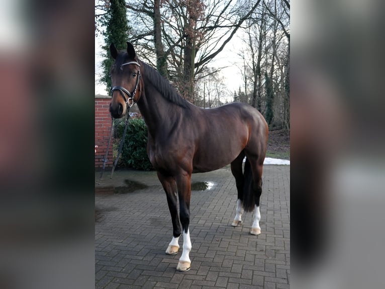 Oldenburgo Yegua 6 años 166 cm Castaño oscuro in Werlte