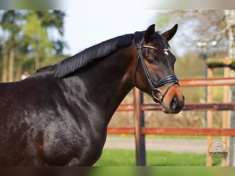 Oldenburgo Yegua 6 años 166 cm Castaño oscuro in Blunk