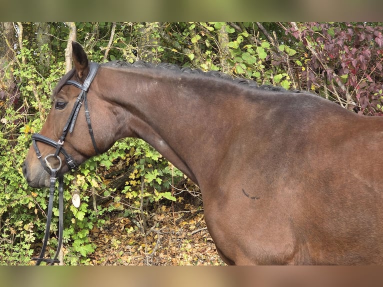 Oldenburgo Yegua 6 años 167 cm Castaño in Womrath