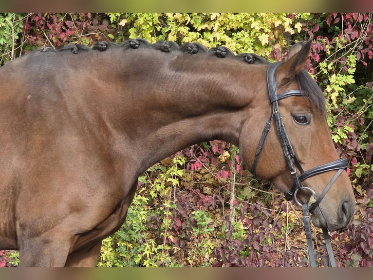 Oldenburgo Yegua 6 años 167 cm Castaño in Womrath