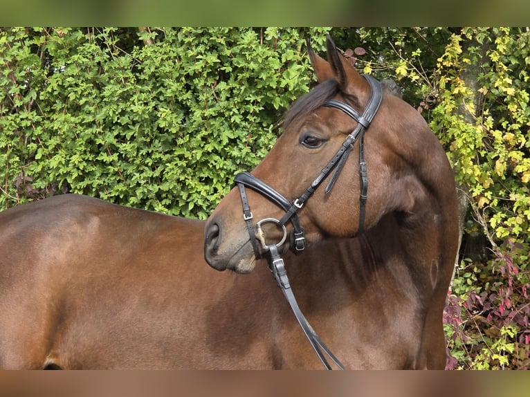 Oldenburgo Yegua 6 años 167 cm Castaño in Womrath