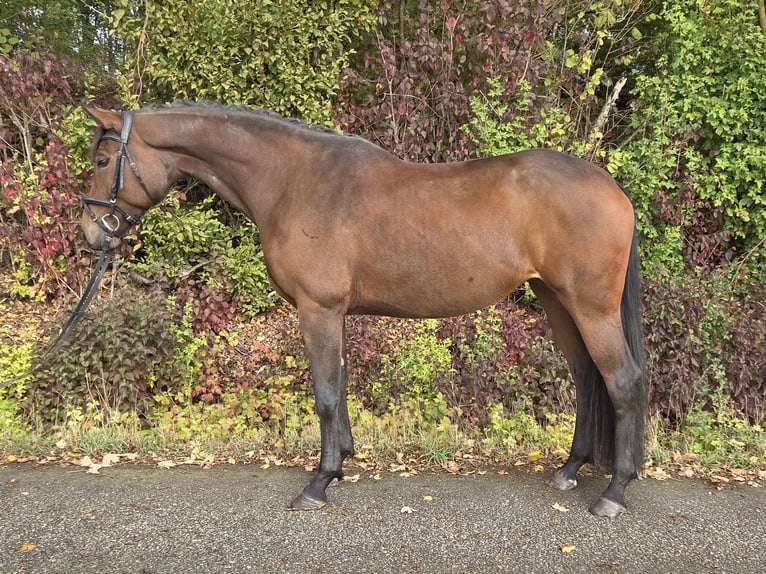 Oldenburgo Yegua 6 años 167 cm Castaño in Womrath