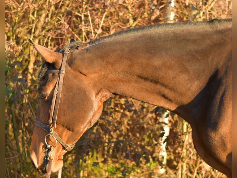 Oldenburgo Yegua 6 años 167 cm Castaño in Geilenkirchen