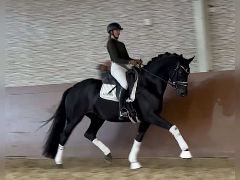 Oldenburgo Yegua 6 años 167 cm Negro in Wehringen Oldenburgo Yegua 6 años 167 cm Negro in Wehringen