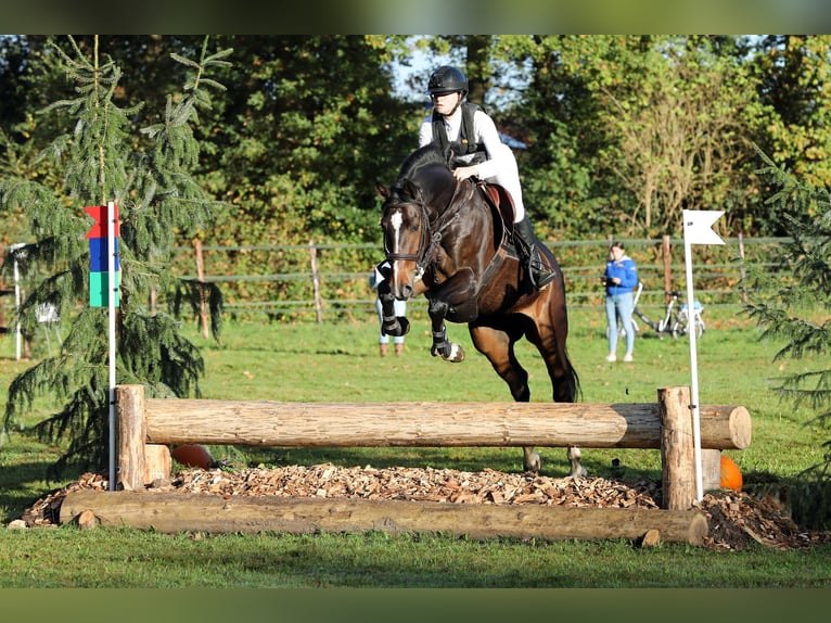 Oldenburgo Yegua 6 años 168 cm Castaño in Dronten