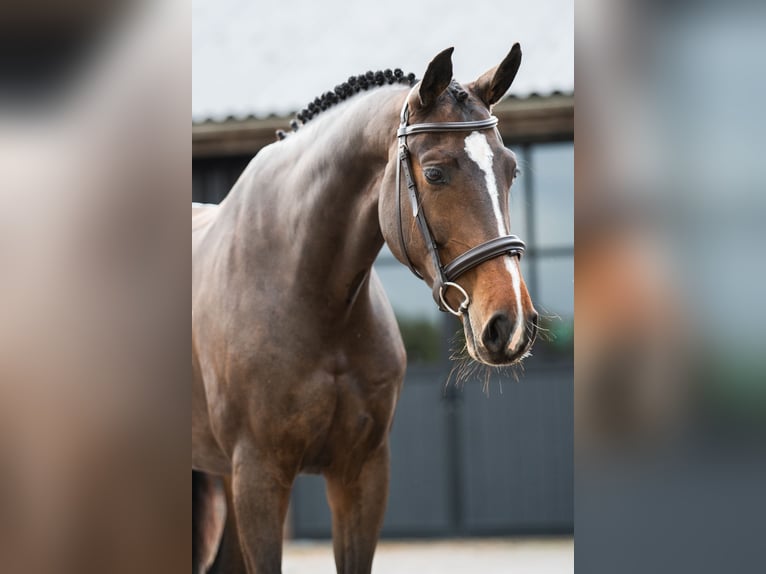 Oldenburgo Yegua 6 años 168 cm Castaño in Dronten