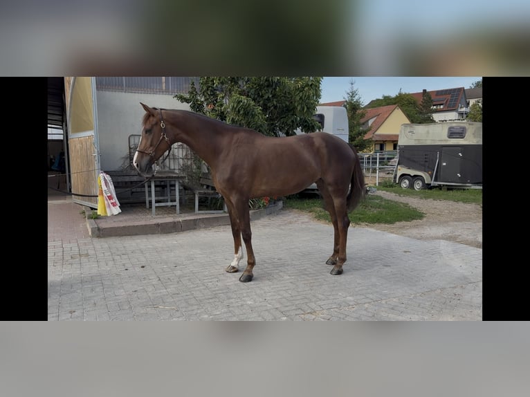 Oldenburgo Yegua 6 años 170 cm Alazán-tostado in Remlingen
