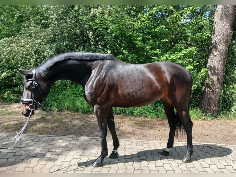 Oldenburgo Yegua 6 años 170 cm Castaño oscuro in Kirchdorf