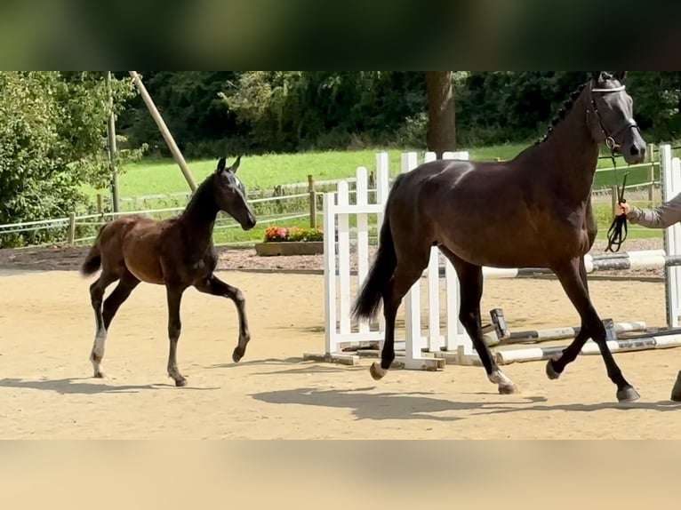 Oldenburgo Yegua 6 años 170 cm Negro in Vechta